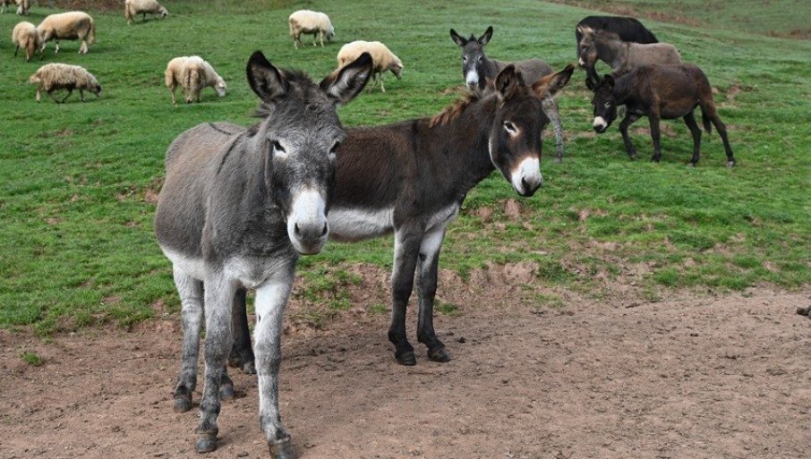 LITAR OVOG MLEKA 50 EVRA, A KILOGRAM SIRA ČAK 1.200: Najskuplji proizvod srpskog stočarstva