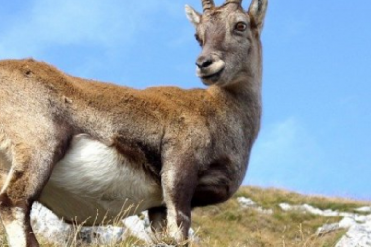 POLICIJA KORISTILA OPREMU ZA RAZBIJANJE DEMONSTRACIJA DA JE OBUZDA! Koza pobegla od vlasnika pa napravila haos!