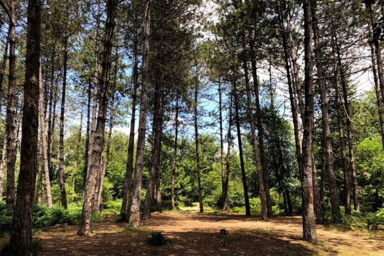 ŠUMSKA KRAĐA! Uleteo u državnu šumu pa isekao preko deset kubika