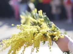 Praznik mimoze je identitet Herceg Novog, ove godine više od 60 programa