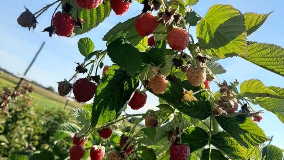 VAŽNI SAVETI ZA MALINARE: Kako ostvariti trostruku zaradu na malinama