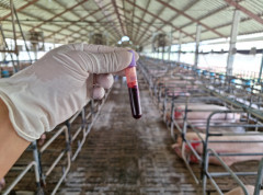 Virus afričke svinjske kuge i dalje se širi Osječko baranjskom županijom