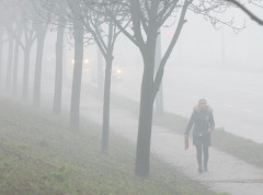 Preminula žena na koju je jutros palo stablo bora