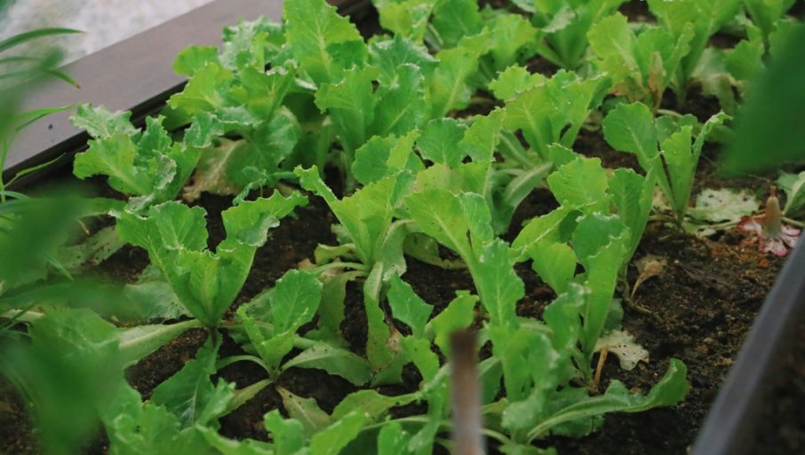 ZARADA OD POVRĆA TOKOM ZIME: Evo šta da zasadite i zaradite novac