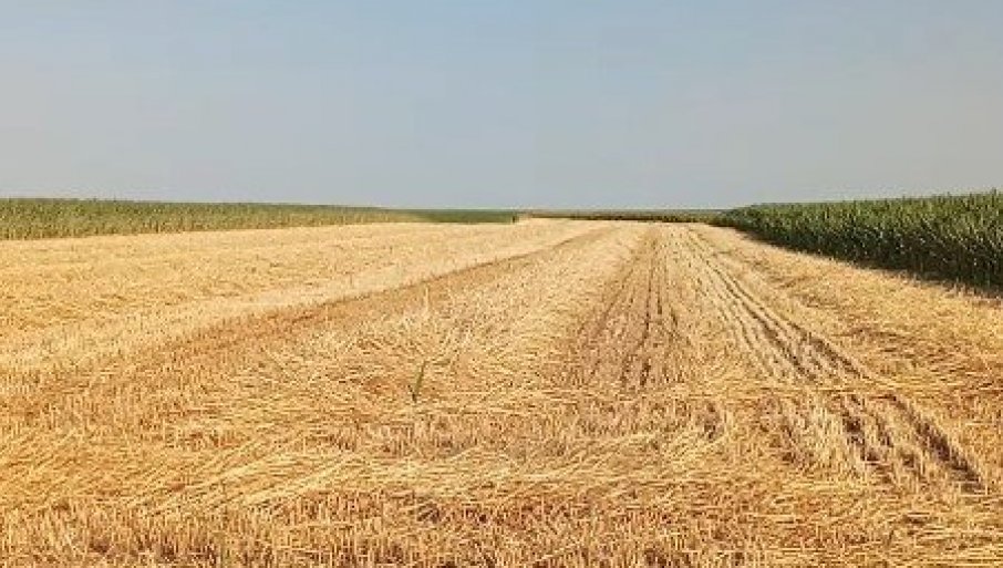 VIŠESTRUKE KORISTI SLAME: Ovo nije samo stočna hrana