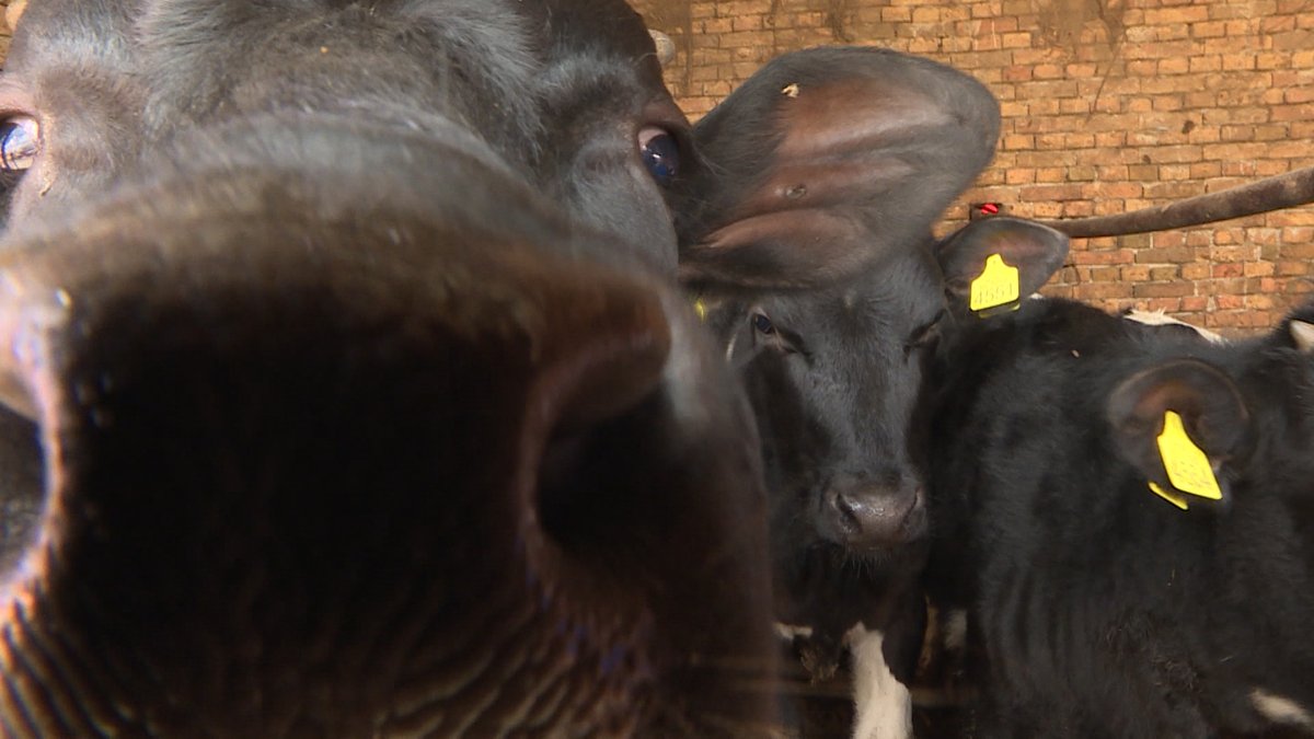 Ministarstvo poljoprivrede Srbije traži konsultacije sa EU o stanju na tržištu mleka