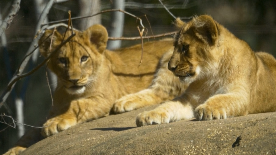 Lavići prvi put istražili spoljni svet (VIDEO)