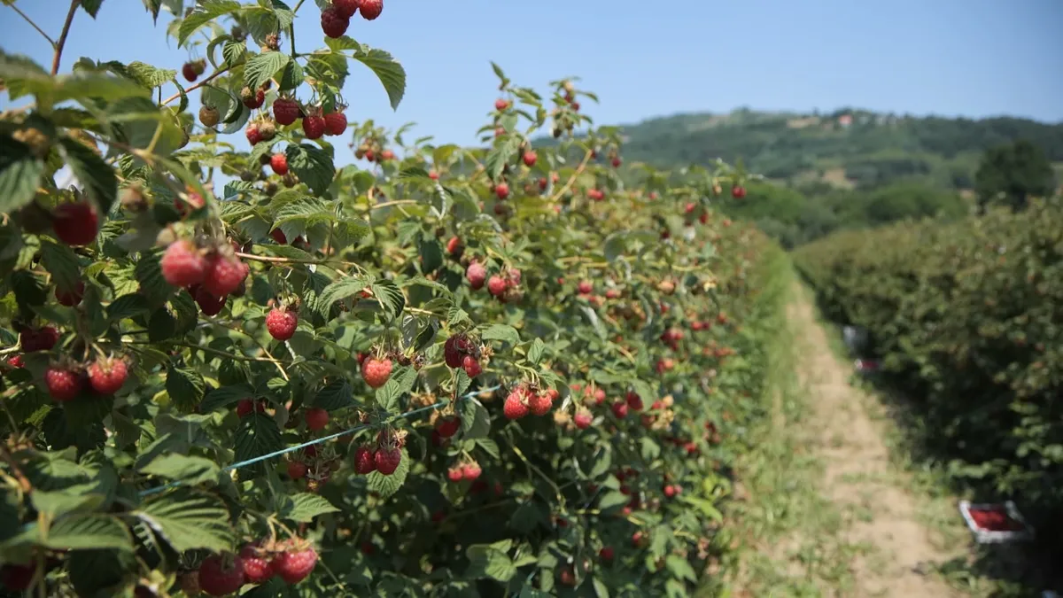 Mere Ministarstva poljoprivrede za malinare: Jasno deklarisanje porekla i zaštita domaćeg tržišta – Vesti iz Srbije, regiona i sveta