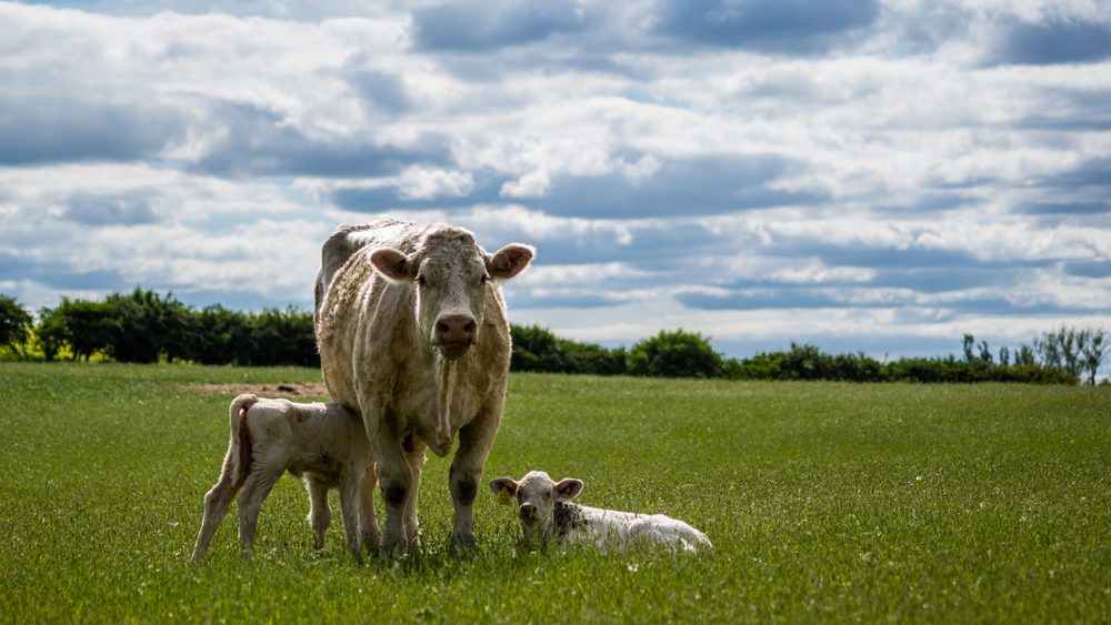 Subvencije za prvotelke nova tačka sukoba: Farmeri ostaju bez miliona zbog uredbe o ograničenju subvencija na 20 grla – Ekonomija