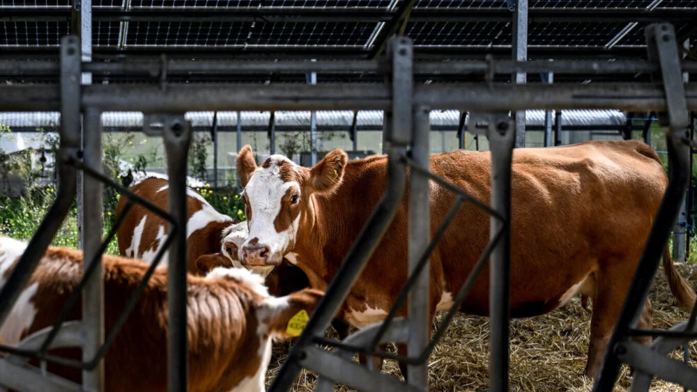 Glamočić: Podsticaji u stočarstvu već od aprila – Svet