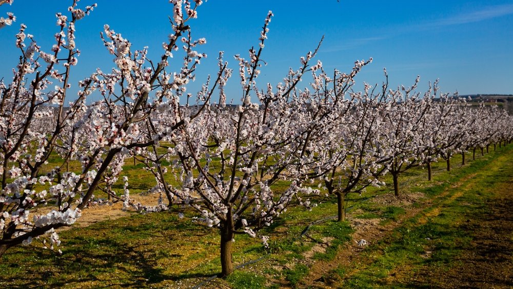 Kajsije procvetale prerano, voćari se nadaju da neće biti mraza – Ekonomija