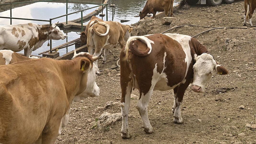 Izmenama Uredbe o podsticajima poljoprivredi, 33 milijarde dinara namenjeno za podršku stočarstvu – Ekonomija